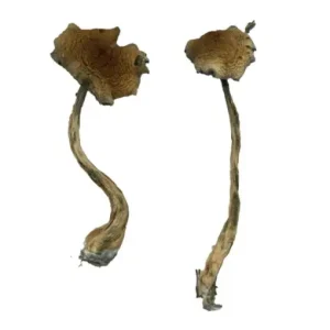 buy Alacabenzi Magic Mushrooms