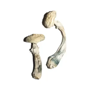 buy avery's albino magic mushrooms online