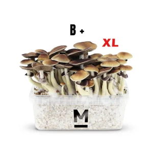 Magic Mushroom Grow Kit