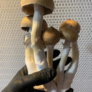 Buy Blue Meanie Mushroom, shroom seed