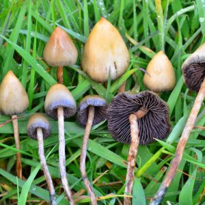 LIBERTY CAPS MUSHROOM