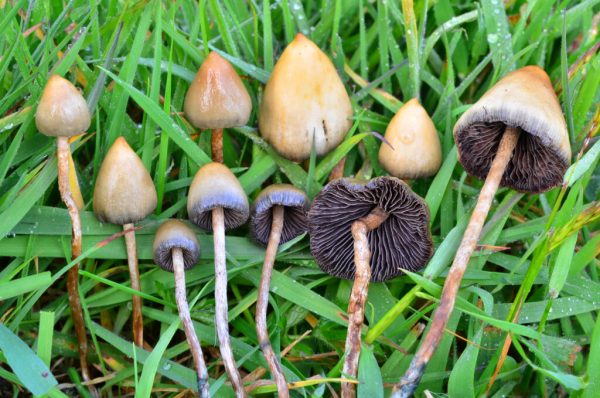 LIBERTY CAPS MUSHROOM