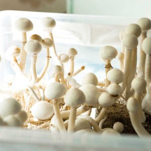 BUY HAWAIIAN MAGIC MUSHROOMS