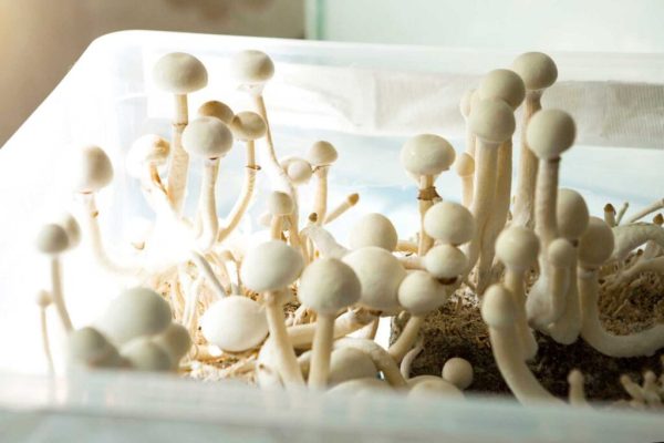 BUY HAWAIIAN MAGIC MUSHROOMS